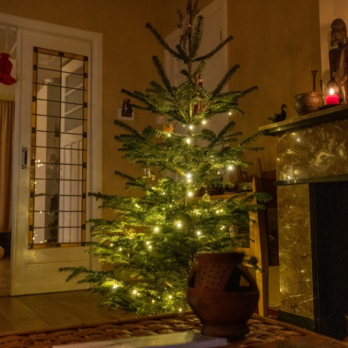 Een kerstboom in huis, is dat wel gezond?