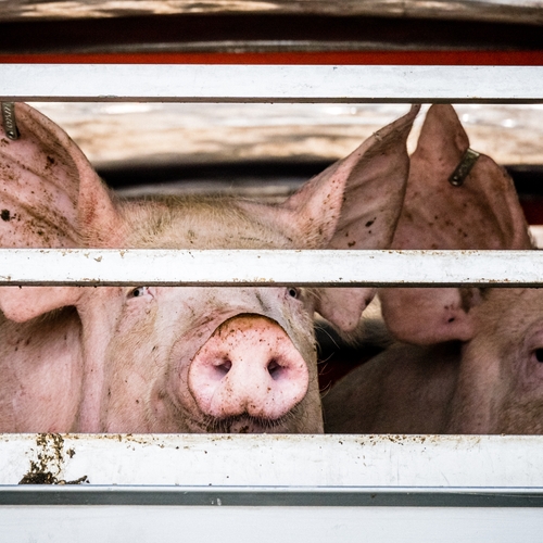 Slachterijen overtreden de wet en laten varkens onnodig lijden, inspectie komt pas volgend jaar in actie
