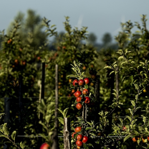 VVD-plannen bedreigen Nederlandse fruitteelt