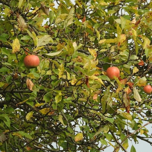 Appels en peren rotten weg aan de bomen vanwege hoge energieprijzen