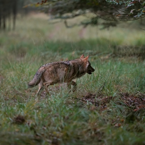 Afbeelding van Provincie Gelderland mag niet met verfkogels op wolven schieten