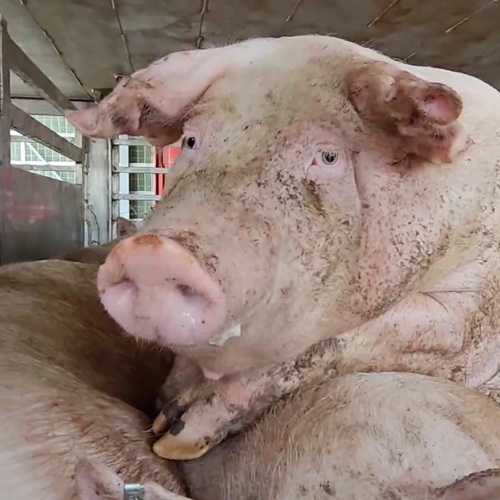 De zomerhitte is de hel voor varkens in Nederland