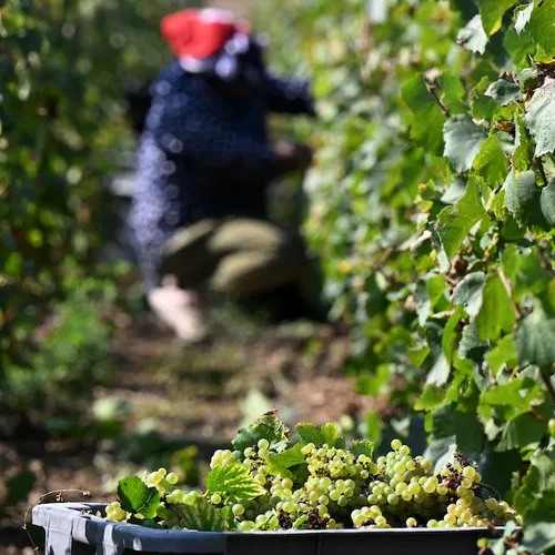 Dakloze, onderbetaalde arbeidsmigranten plukken in Frankrijk de druiven voor peperdure champagne