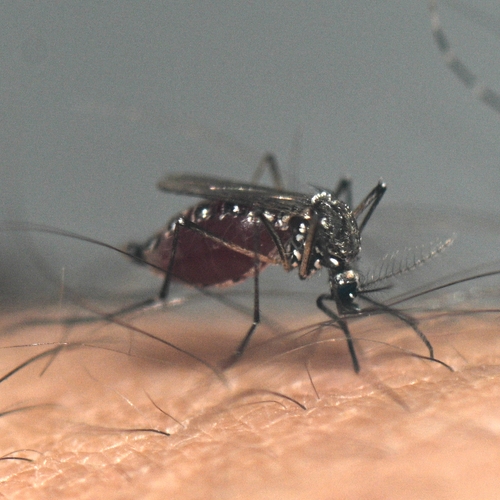 Klimaatcrisis: Europa broedplaats voor ziekteverspreidende muggen door oplopende temperaturen