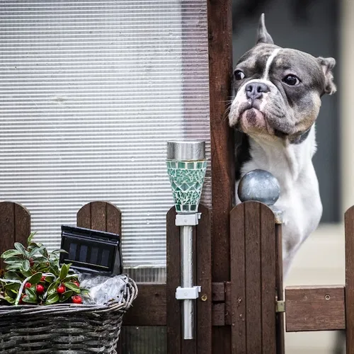 Honden geëvacueerd naar het platteland vanwege vuurwerkterreur