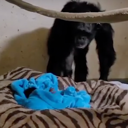 Het moment waarop een chimpansee haar pasgeboren baby na twee angstige dagen terugkrijgt