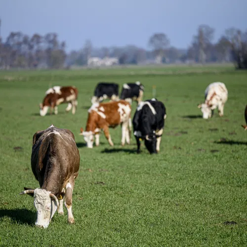 Zo kunnen de boeren uit de stikstofcrisis komen