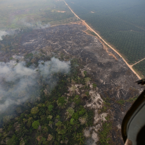 Bomen absorberen nu minder CO2 en daar hielden veel klimaatmodellen onvoldoende rekening mee