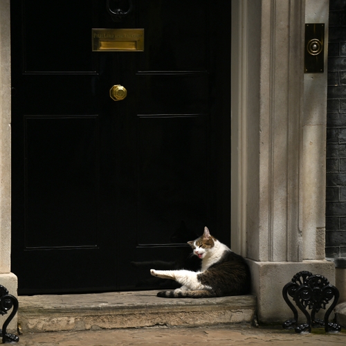 Een straatkat als premier