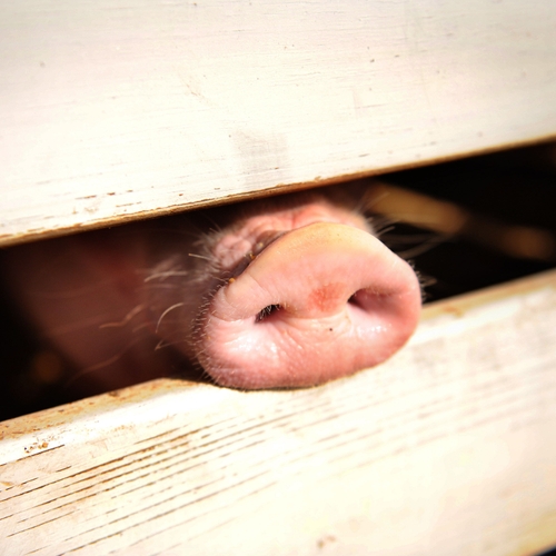 Brit besmet met varkensgriep