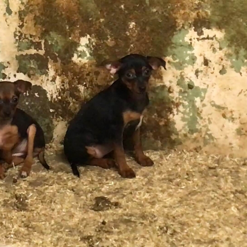 De NVWA kijkt weg van afschuwelijke misstanden bij Brabantse hondenfokkerij