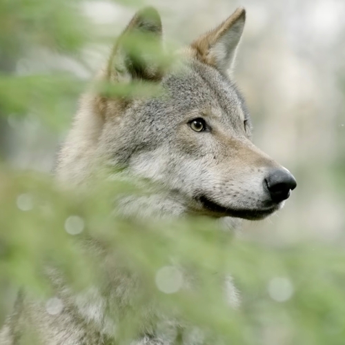 Afbeelding van Indrukwekkende toename grote wilde dieren in Europa door natuurbescherming