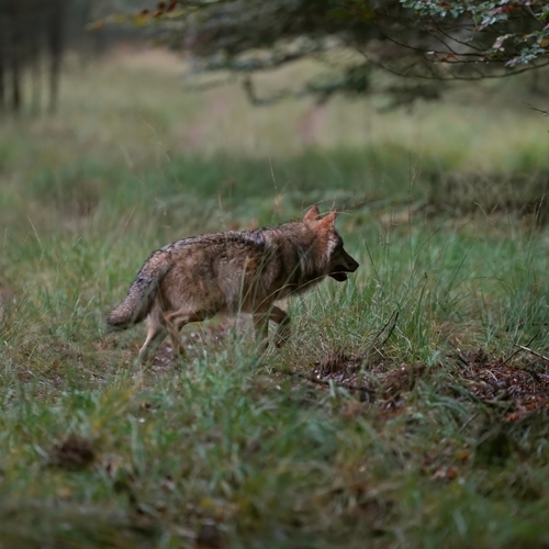 Koester de wolf, want waar de wolf opduikt bloeit de natuur op