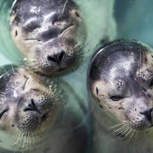 Hulpbehoevende zeehonden als toeristische attractie