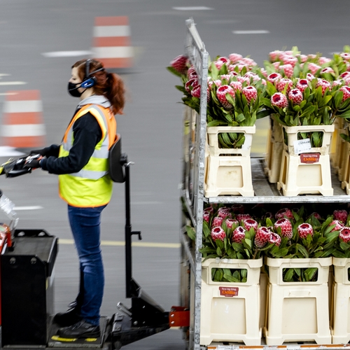 SP en D66: Zet rente studieleningen op 0 procent, betaal het met bloemen