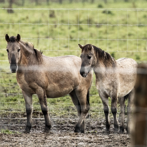 Weer een drama voor konikpaarden door wanbeleid