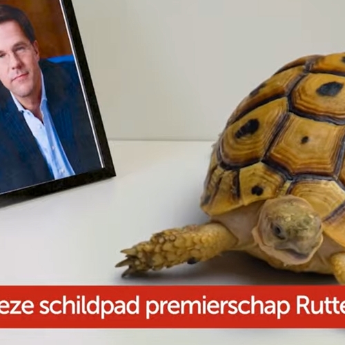Afbeelding van Overleeft deze schildpad premierschap Rutte?