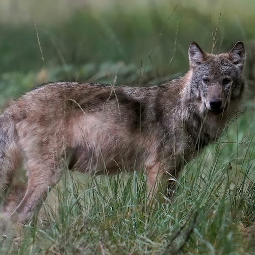 Dierenbeschermers klagen schapenboer aan die wolfaanvallen zou gebruiken als verdienmodel