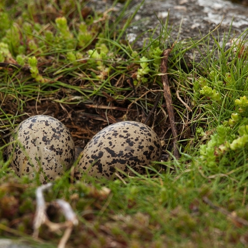 Vogels leggen minder eieren door klimaatcrisis