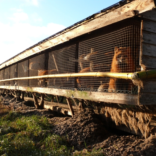 Vogelgriep grijpt om zich heen bij Finse pelsdierfokkerijen: ‘We leren niets’