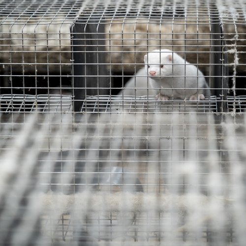 Onderzoekers vinden tientallen virussen in Chinese pelsdieren die nieuwe pandemie kunnen inluiden