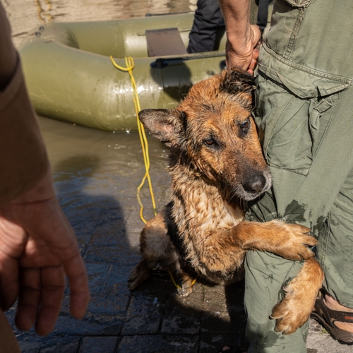 Nederlandse dierenbeschermers trekken wel naar damrampgebied in Oekraïne