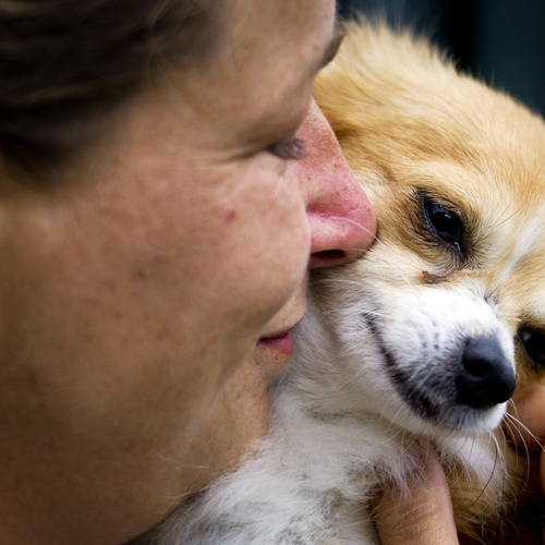 Mensen in staat de hersenen van hun hond te sturen