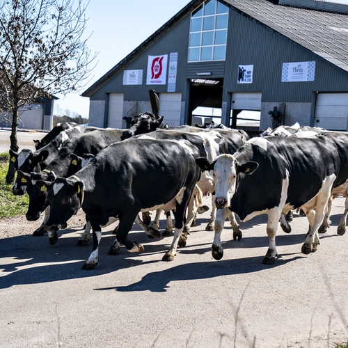 Denemarken voert broeikasgasbelasting in voor veehouders