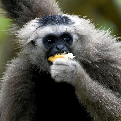 Afbeelding van WHO noemt apenpokken nu ‘mpox’ om aanvallen op apen te voorkomen