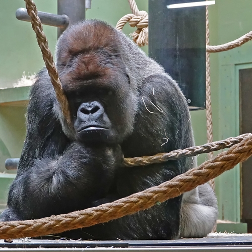 Beroemde gorilla Bokito onverwacht overleden