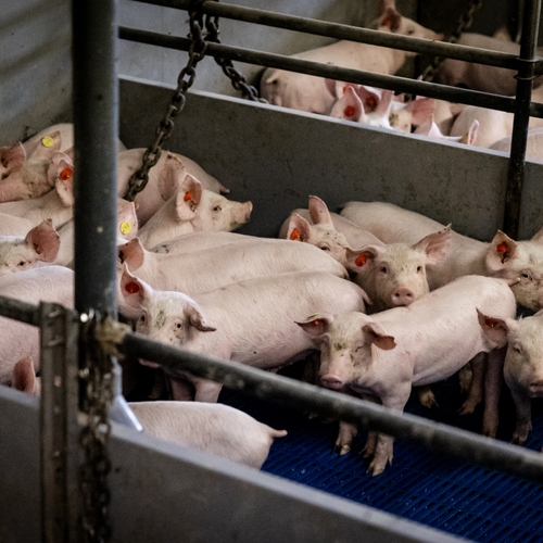 Afbeelding van Minister Adema traineert nieuwe wetswijziging die het welzijn van boerderijdieren verbetert
