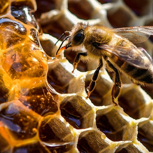 Kleuter denkt dat er een monster in de kast zit, blijkt zwerm van tienduizenden bijen