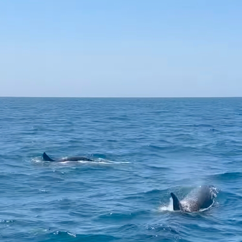 Groep orka's brengt opnieuw zeiljacht tot zinken bij Gibraltar