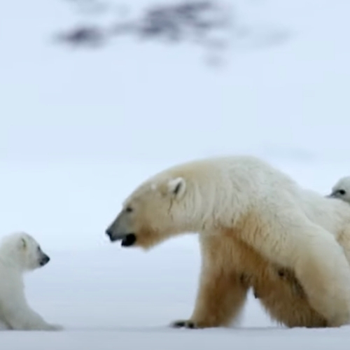 's Werelds beroemdste wilde ijsbeer de dood ingejaagd door feestvierders