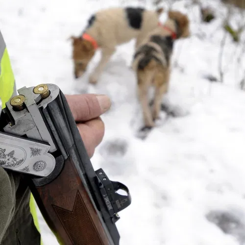 Jachthonden sterven aan gevreesd virus na jacht op wild zwijn