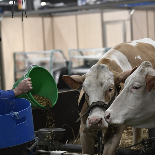 Frankrijk heeft te veel koeien, verkleinen veestapel nodig om methaanuitstoot terug te dringen