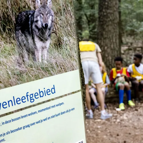 Wolf, eeuwenoude zondebok, personificatie van het kwaad