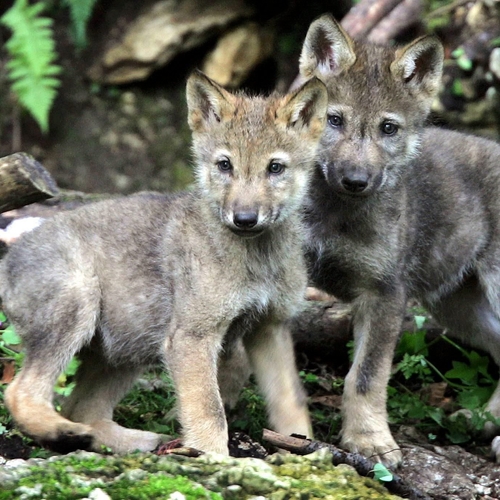 Europese Commissie buigt voor lobby van boeren en jagers die wolven weer willen afschieten
