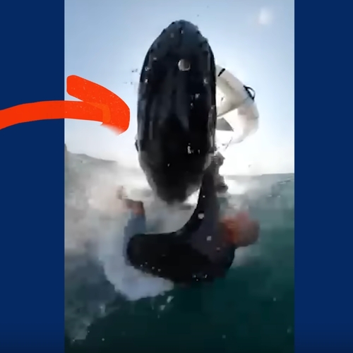 Walvis ramt windsurfer van plank