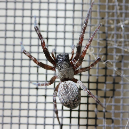 Slecht nieuws voor arachnofoben: Nederland is een Australische huisspin rijker