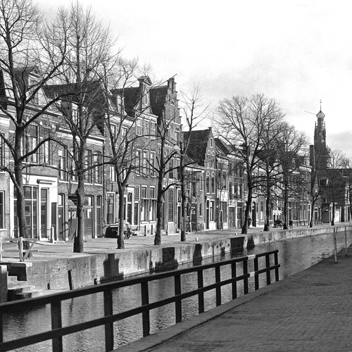 Haarlems addergebroed