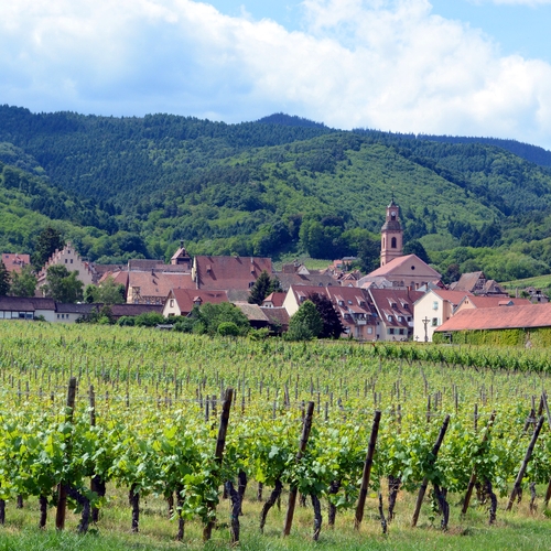 Vraag naar wijn stort in, Frankrijk trekt 200 miljoen euro uit om wijnboeren te compenseren