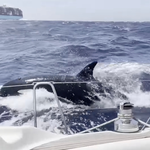 Opnieuw brengen orka's voor de Spaanse kust een luxe zeiljacht tot zinken