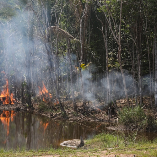 Afbeelding van Bolsonaro laat in laatste maand extra groot deel Amazonewoud vernietigen
