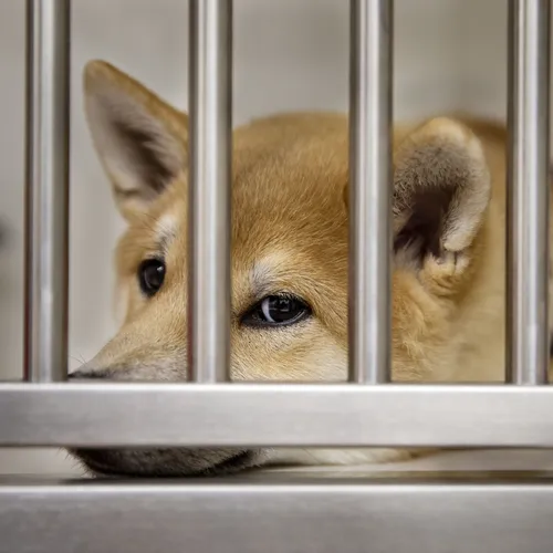 Illegale hondenhandel in Nederland loont