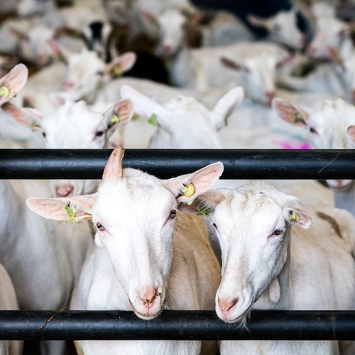 Dierwaardige veehouderij kan veel leren van dierproeven
