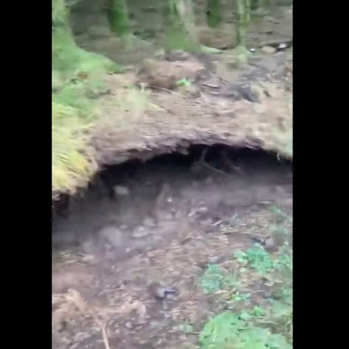 Horror: wandelaar filmt hoe storm Babet de ondergrond van een bos als een vloerkleed omhoog tilt