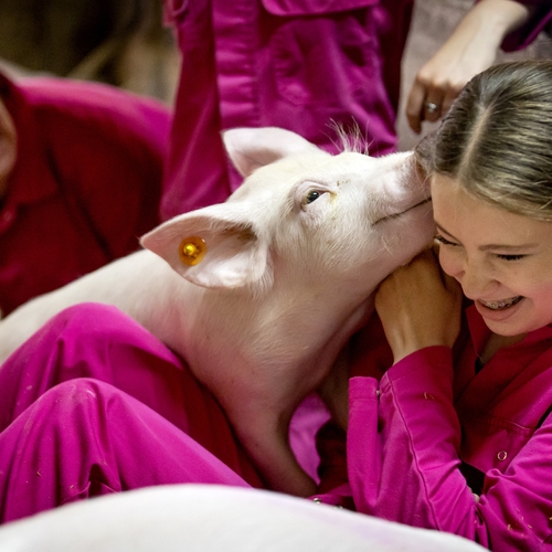 Ook varkens willen gezien worden