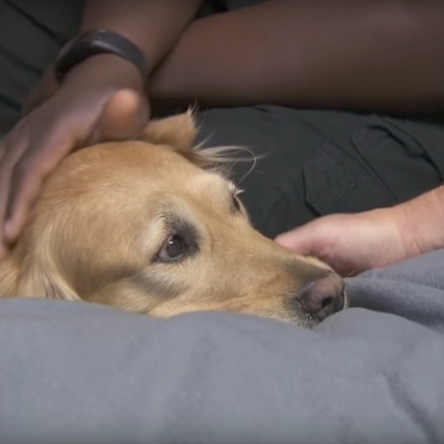 Afbeelding van Therapiehonden helpen slachtoffers schietpartij Las Vegas