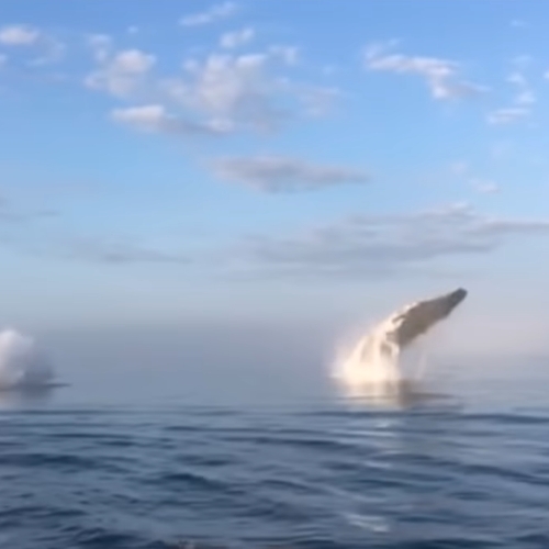 Video: adembenemend waterballet van 3 walvissen